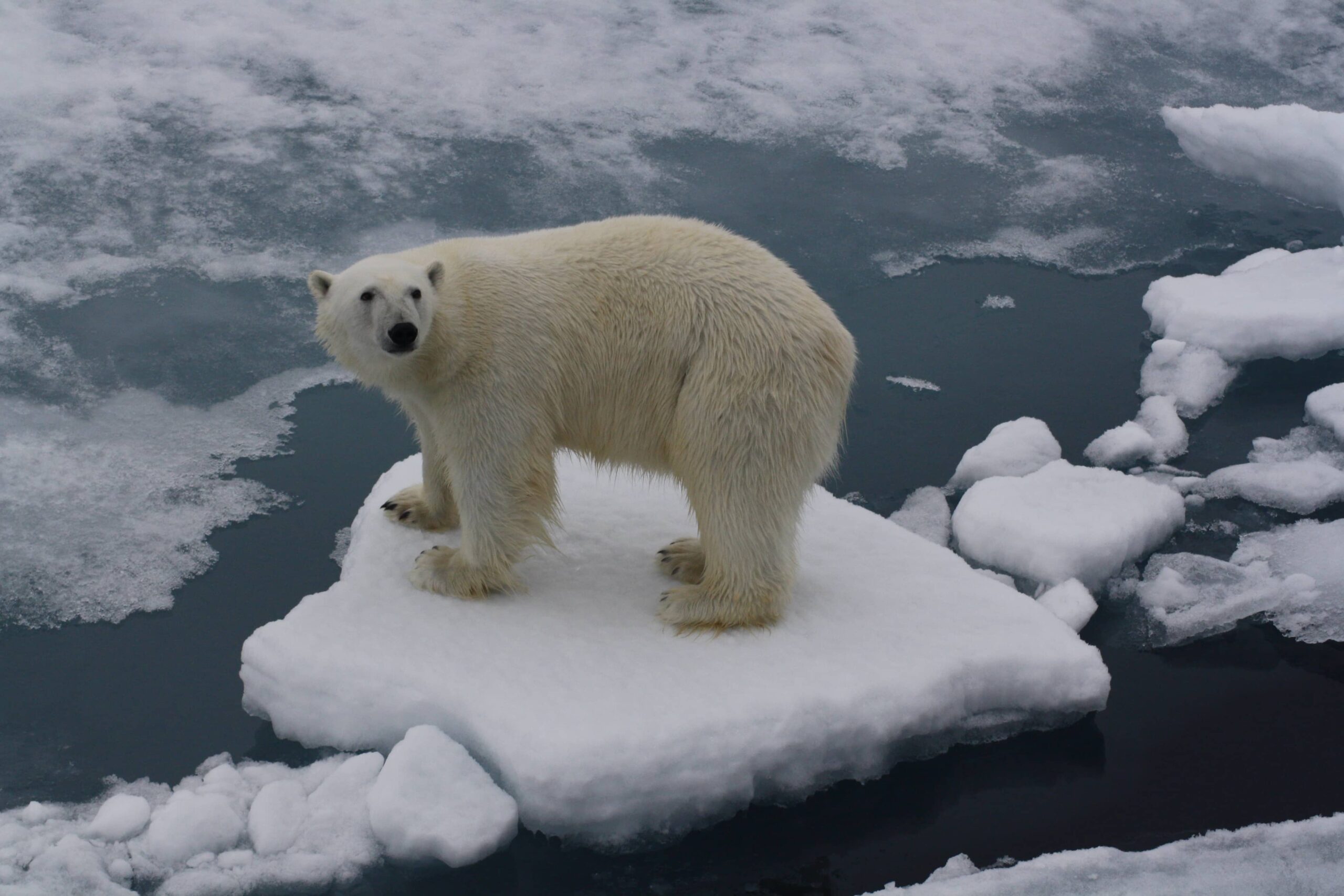 Read more about the article Some thoughts on polar exploration and the Top Gear special